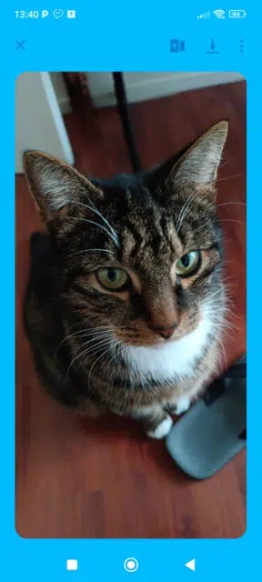 chat lost   77000 Melun Biscotte