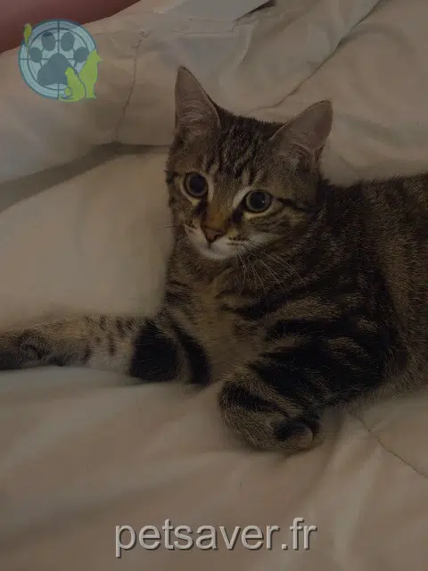chat lost   77310 Saint-Fargeau-Ponthierry Biscuit