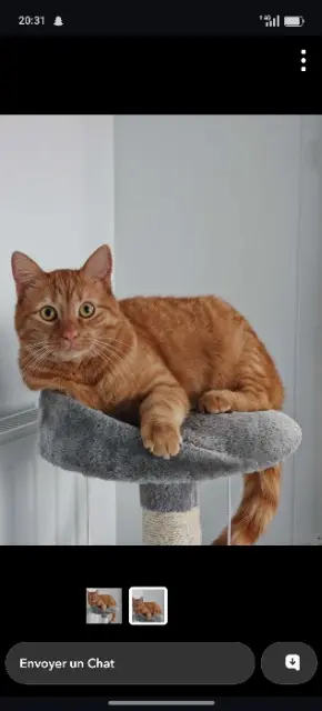chat lost   77510 Villeneuve-sur-Bellot Biscuit