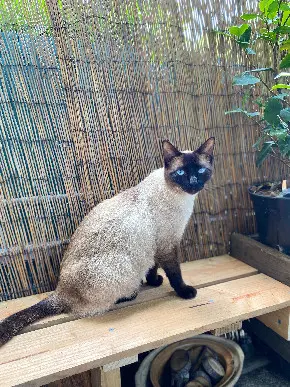 Chat Perdu 77 Seine-et-Marne - Björn Chat Perdu 77 Seine-et-Marne - Björn