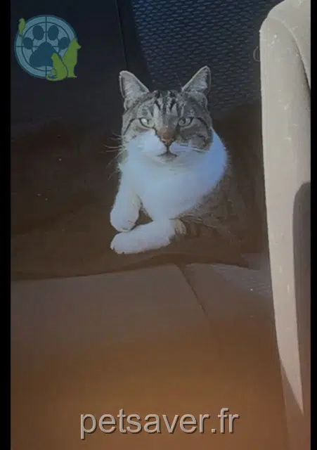 chat lost   77410 Charny Blue