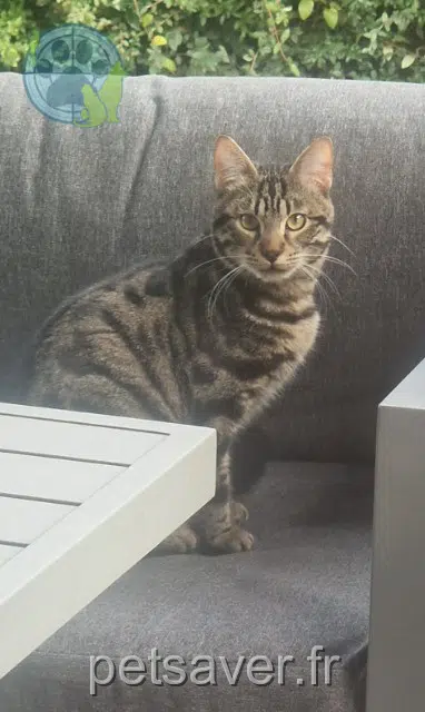 gatto lost 77150 Lésigny Bob