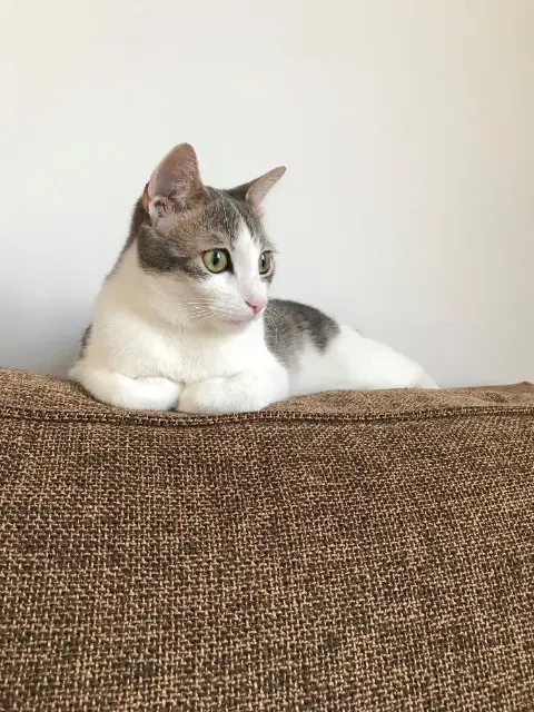 chat lost   77000 Vaux-le-Pénil BOO