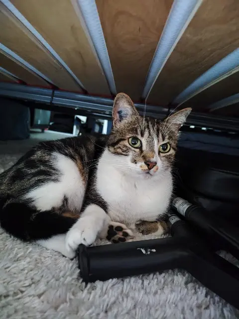 chat lost   77420 Champs-sur-Marne Bouba
