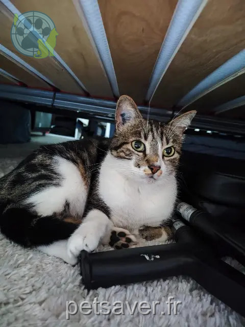 gato perdido 77420 Champs-sur-Marne Bouba gato lost 77420 Champs-sur-Marne Bouba