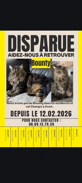 chat lost   77210 Avon Bounty