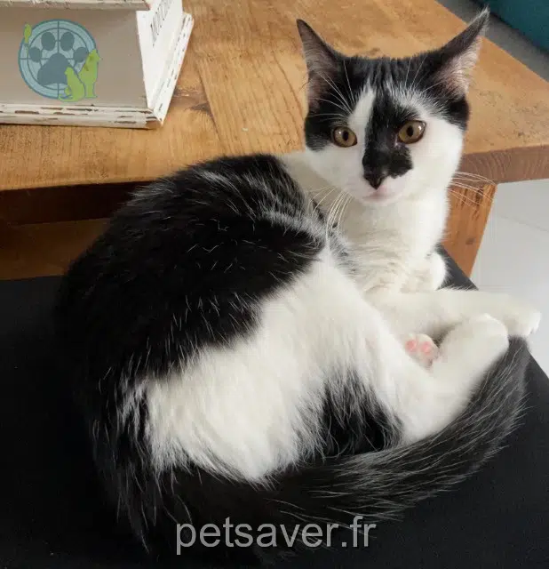 chat lost   77140 Saint-Pierre-lès-Nemours Bounty