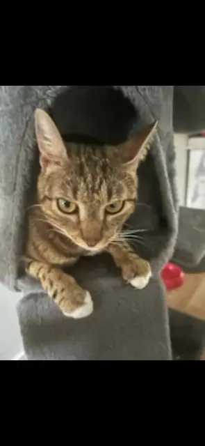 chat perdu 77340 Pontault-Combault Boursin chat lost 77340 Pontault-Combault Boursin
