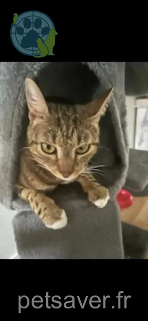 chat perdu 77340 Pontault-Combault Boursin chat lost 77340 Pontault-Combault Boursin