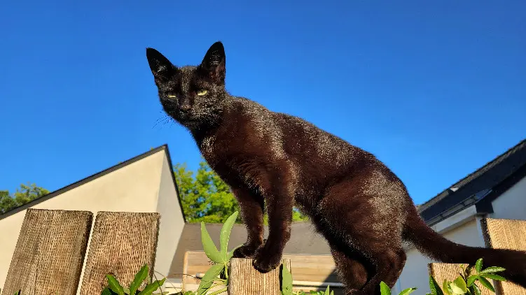 Chat Perdu 77 Seine-et-Marne - Brindille