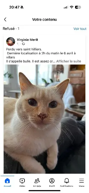 chat lost   77160 Saint-Hilliers Bulle