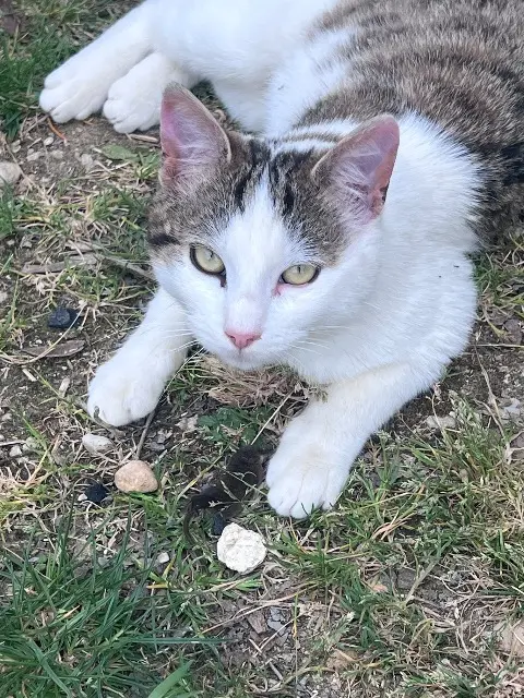 chat lost   77100 Meaux Cajou