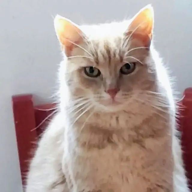 chat lost   77590 Bois-le-Roi Chardo