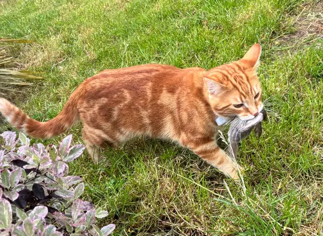 chat lost   77330 Ozoir-la-Ferrière Charly