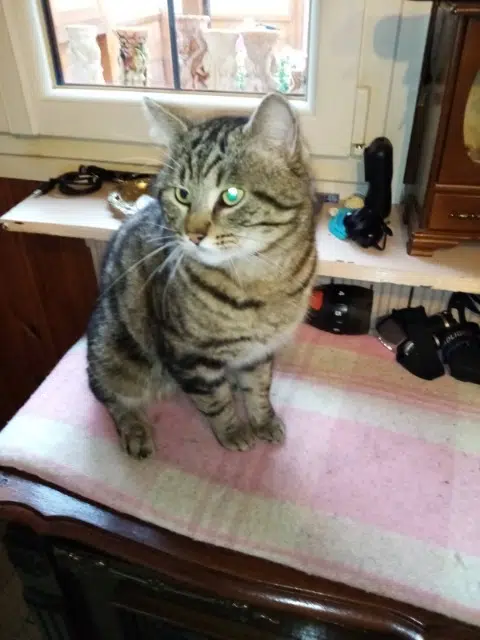 chat lost   77520 Gurcy-le-Châtel Chaton