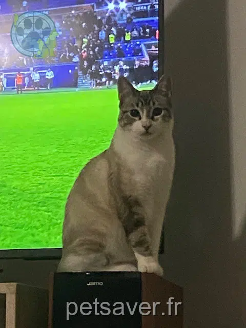Kater lost   77600 Bussy-Saint-Georges Chatrane