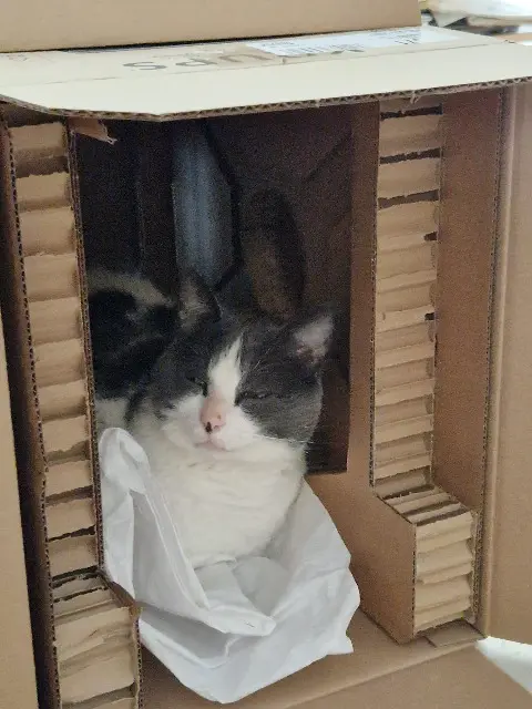 chat lost   77590 Chartrettes CHIFFON