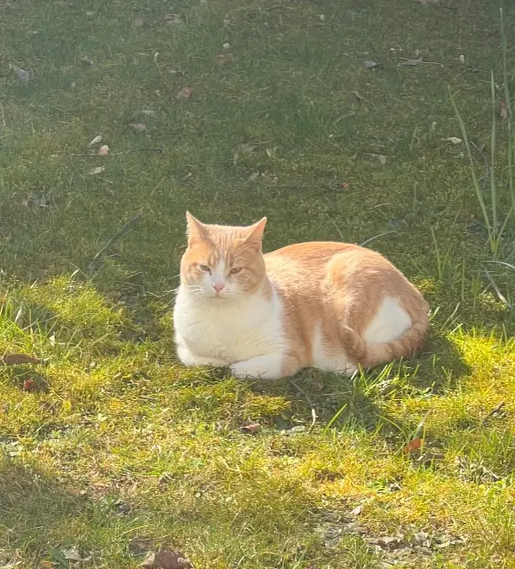 chat lost   77600 Bussy-Saint-Georges Chips