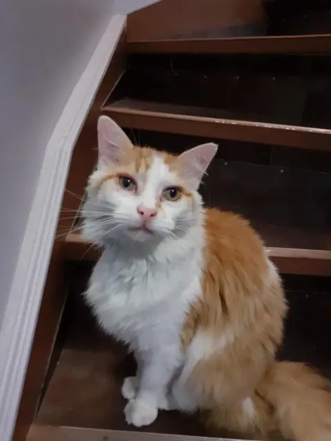 chat lost   77710 Treuzy-Levelay Chouka