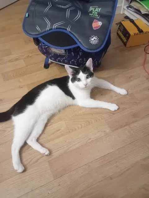 chat lost   77860 Quincy-Voisins Clovis