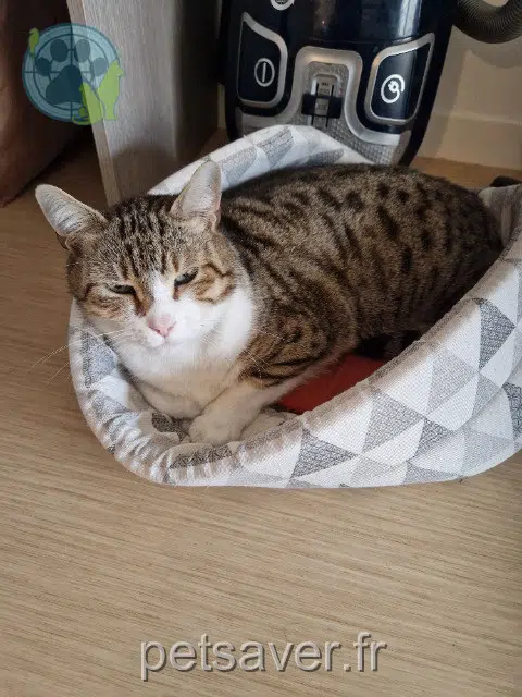 chat lost   77120 Mouroux Cookie