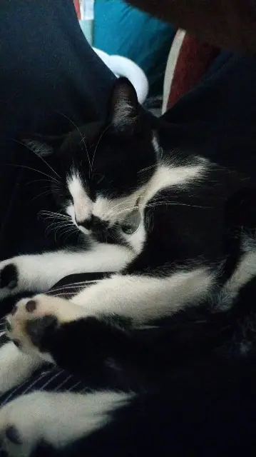 gato perdido 77144 Montévrain Cookie gato lost 77144 Montévrain Cookie
