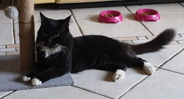 chat lost   77120 Coulommiers Cookie