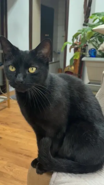 chat lost   77111 Solers Crapule