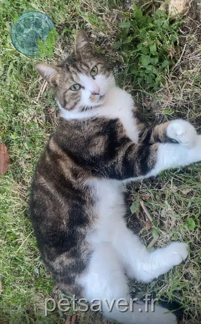 chat lost 77330 Ozoir-la-Ferrière Darwin