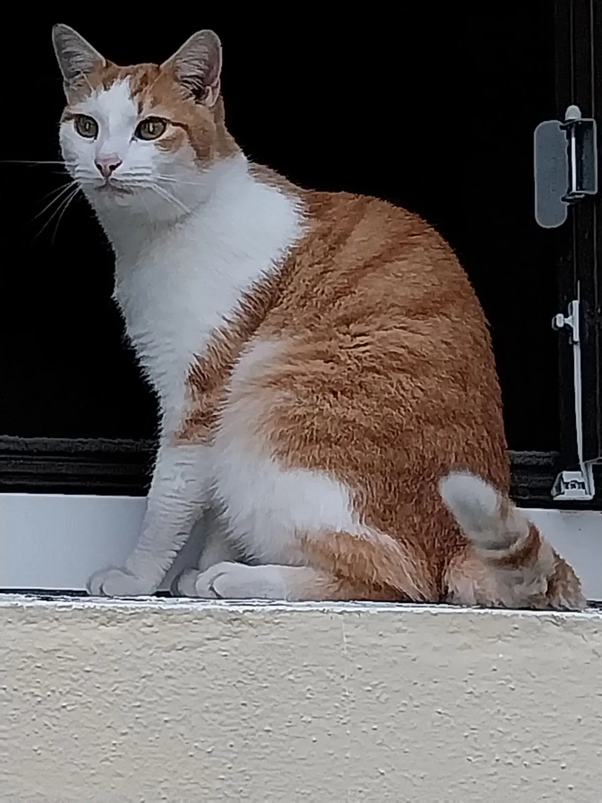 Chat Perdu 77 Seine-et-Marne - Deniro