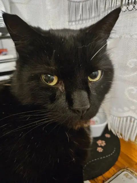 chat lost   77100 Meaux Deroubaix