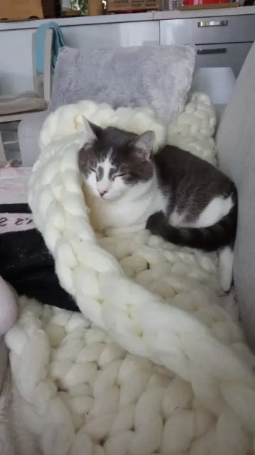 kater vermist 77940 Thoury-Férottes Eliot kater lost 77940 Thoury-Férottes Eliot