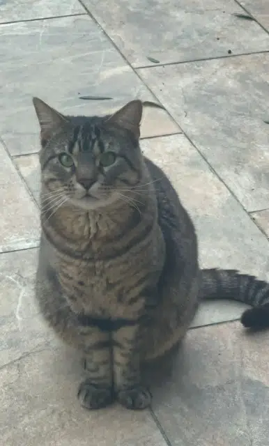 chat lost   77860 Quincy-Voisins Emile