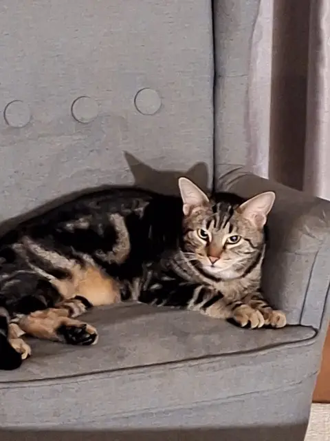 chat lost   77420 Champs-sur-Marne Ficelle