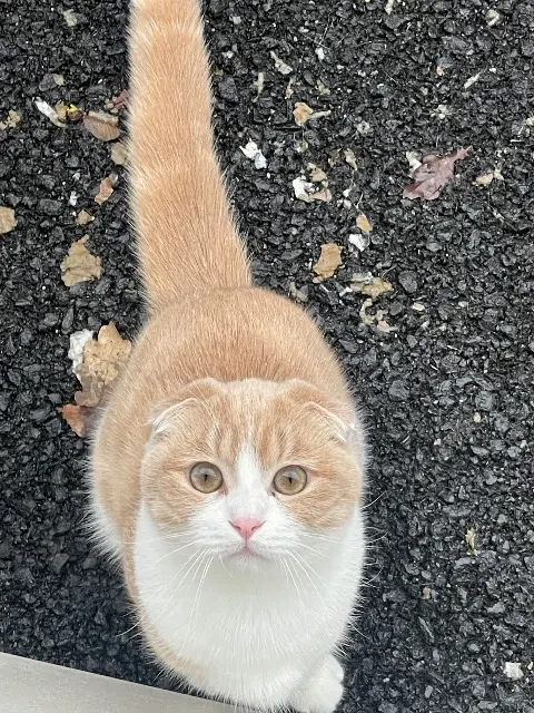 cat lost 77700 Bailly-Romainvilliers Findik cat lost 77700 Bailly-Romainvilliers Findik