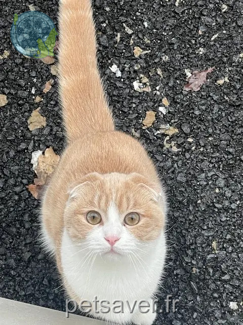gato perdido 77700 Bailly-Romainvilliers Findik gato lost 77700 Bailly-Romainvilliers Findik
