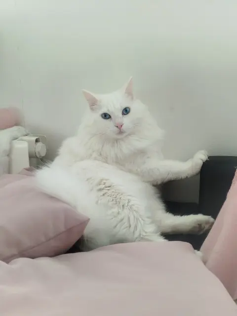 chat lost   77210 Avon Flocon