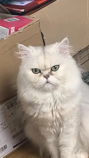 chat lost   77100 Nanteuil-lès-Meaux Flocon