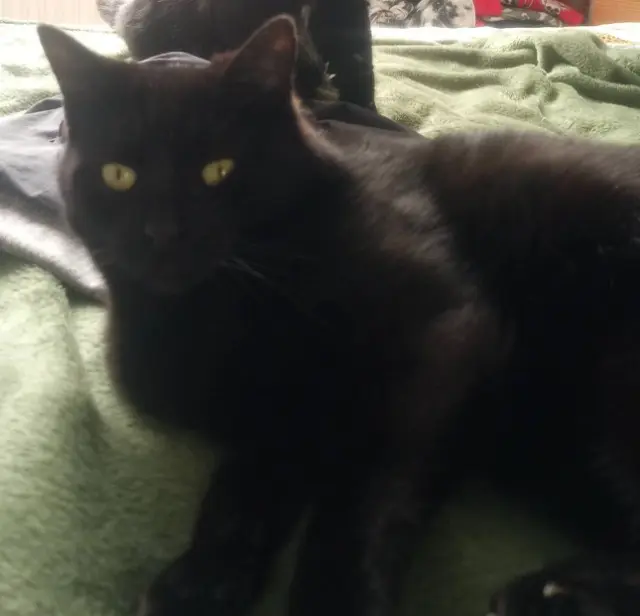 chat lost   77177 Brou-sur-Chantereine Floky