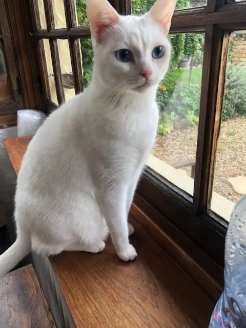 chat lost   77730 Saâcy-sur-Marne Gamin