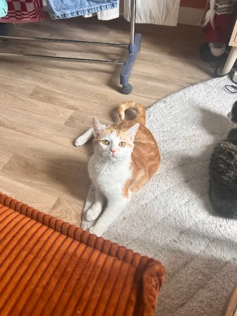 chat lost   77100 Meaux Gaston