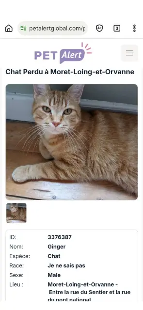 chat lost   77250 Moret-Loing-et-Orvanne Ginger