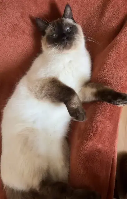 chat lost   77176 Savigny-le-Temple Gnocchi