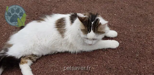 chat lost 77450 Montry Golf