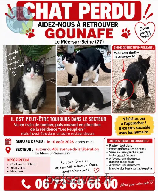 gato perdido 77350 Le Mée-sur-Seine Gounafe gato lost 77350 Le Mée-sur-Seine Gounafe