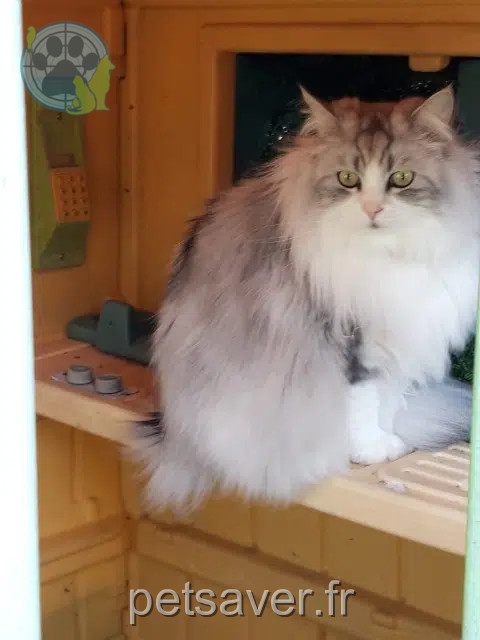cat lost 77720 Grandpuits-Bailly-Carrois Wiki cat lost 77720 Grandpuits-Bailly-Carrois Wiki