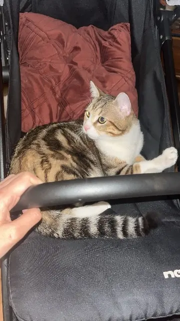 chat lost   77300 Fontainebleau Gribouille