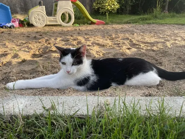 chat lost   77620 Bransles Gris chat