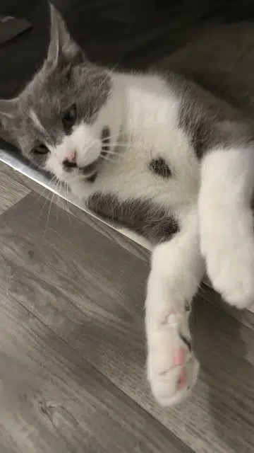 chat lost   77300 Fontainebleau Grizou