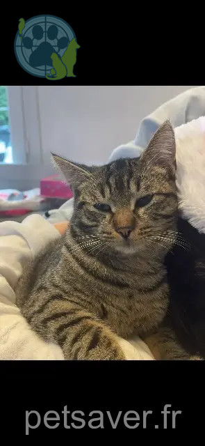 chat perdu 77120 Chailly-en-Brie Groot chat lost 77120 Chailly-en-Brie Groot